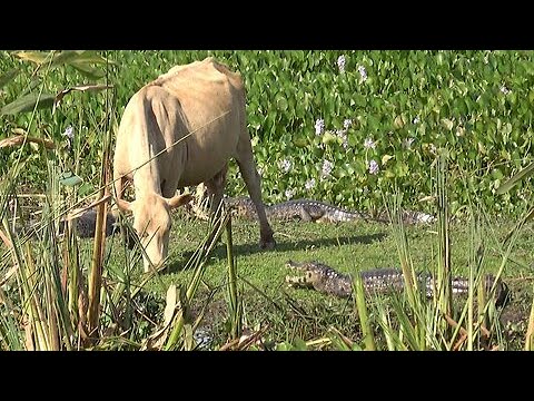 cow-fearlessly-grazes-in-crocodile-infested-wetland